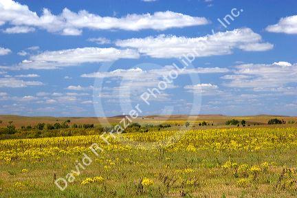 Kansas prairie along highway 77 south of Cottonwood.