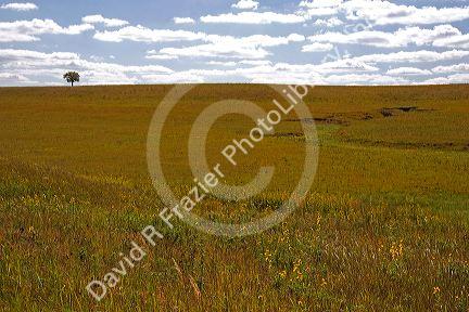 Kansas prairie along highway 77 south of Cottonwood, Kansas.