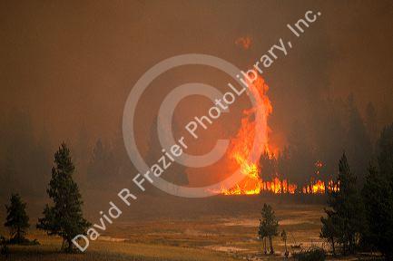Fire in Yellowstone National Park, Wyoming consumes the lodgepole forests during the historic 1988 blaze.