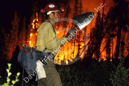 A firefighter working to put out the Cub Creek forest fire near Lowman, Idaho.