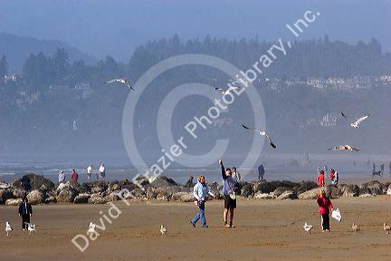 People feeding gulls on the beach at Newport, Oregon.