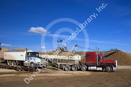 Trucks dump harvested sugar beets into collection piles in Mountain Home, Idaho.