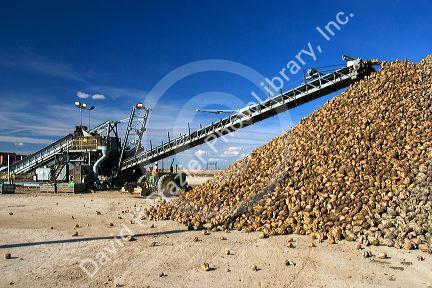 Harvested sugar beets in a collective pile at Mountain Home, Idaho.