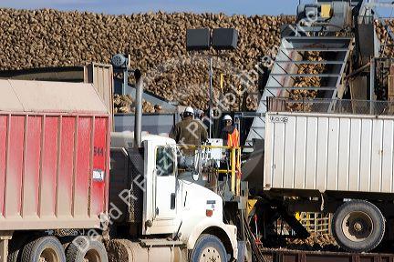 Trucks unload harvested sugar beets into collective piles at Mountain Home, Idaho.