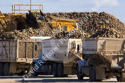 Trucks unload harvested sugar beets into collective piles at Mountain Home, Idaho.