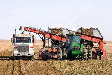 Sugar beet harvest in Mountain Home, Idaho.