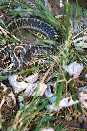 Garter Snake.