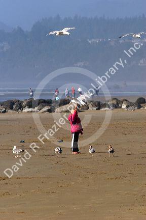 A child feeding gulls on the beach at Newport, Oregon.