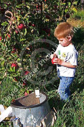 A three year old boy picks apples in an orchard near Emmett, Idaho.