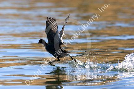 A coot running on the water in Idaho.