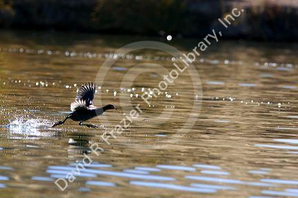 A coot running on the water in Idaho.