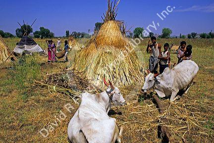 Nomad farm workers harvesting sugar cane near Ellora, India.