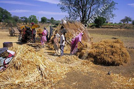 Nomad farm workers threshing grain near Ellora, India.