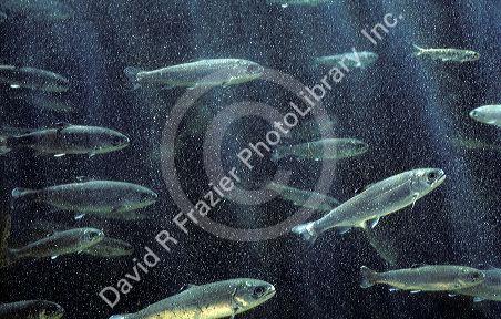 Salmon smolts, baby salmon, swimming to the ocean.