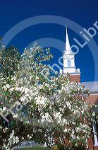Methodist church in Talequah, Oklahoma with a blooming dogwood tree in the foreground.