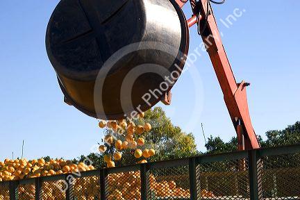 A large bucket dumps harvested oranges into the back of a truck for transport south of Tavares, Florida.