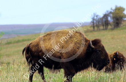 American Buffalo.