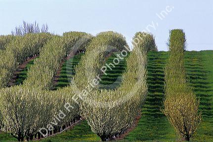 A pear tree orchard in Fruitland, Idaho.