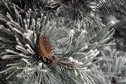 Pine needles and cone covered in frost.