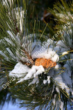Pine tree and cone covered in snow.