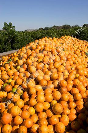 Newly harvested oranges in the back of a truck south of Tavares, Florida.