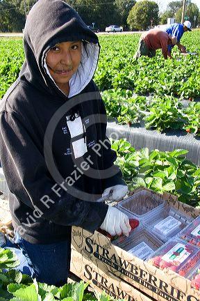 Workers harvesting strawberries near Plant City, Florida.