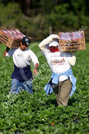 Workers harvesting strawberries near Plant City, Florida.