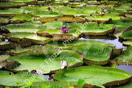 Vitoria Regis, giant water lilies in the Amazon jungle near Manaus, Brazil.