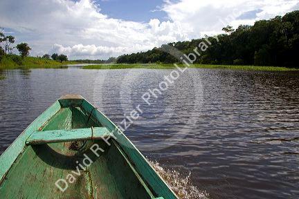 The bow of a dugout canoe on the Arasa River in the Amazon jungle near Manaus, Brazil.