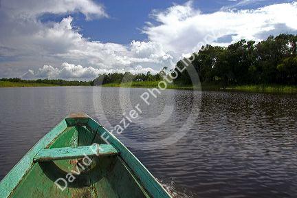 The bow of a dugout canoe on the Arasa River in the Amazon jungle near Manaus, Brazil.