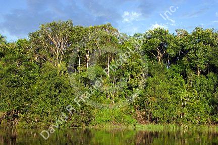The Arasa River in the Amazon jungle near Manaus, Brazil.