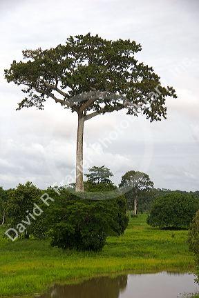 A ceiba tree in the Amazon jungle near Manaus, Brazil.