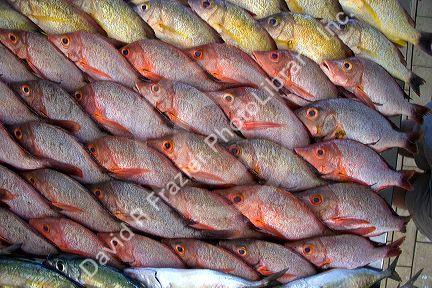 Display of fish at a market in Papeete on the island of Tahiti.