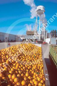 Oranges await processing at a plant in central Florida.