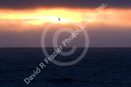 Sunset on the California Coast at Pacific Grove.