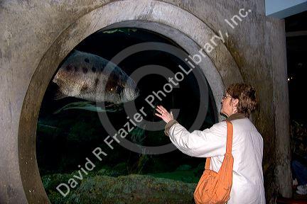 Visitor looking at fish in the Monterey Bay Aquarium at Monterey, California.