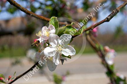 Honey bee and apple blossoms in Idaho.