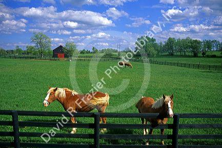 Work horses near Paris, Kentucky.