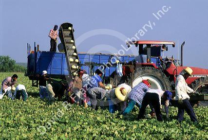 Migrant farm workers harvesting honeydew melons in the Rio Grande Valley, Texas.