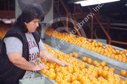 Woman employee grades oranges for packaging in Florida.