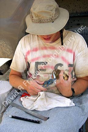 Wildlife biologist measuring the beak of a fledgling burrowing owl near Mountain Home, Idaho.