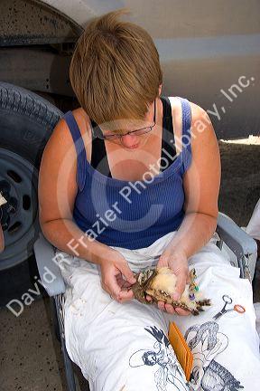 Wildlife biologist conducting research on fledgling burrowing owls near Mountain Home, Idaho.