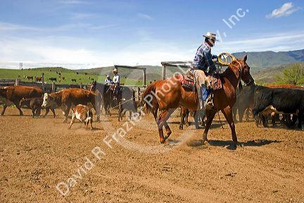 Cowboys rounding up cattle for branding near Emmett, Idaho.