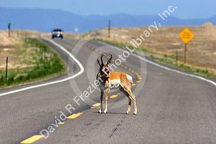 Pronghorn antelope standing in the road near Mountain Home, Idaho.
