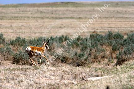 Pronghorn antelope running through the desert sage brush in Idaho.