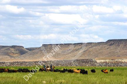 Cattle roundup in Idaho.