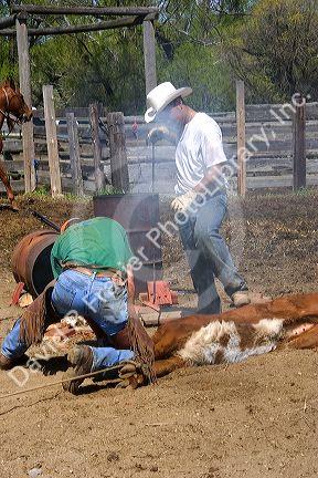 Cowboys branding cattle during a round up near Emmett, Idaho.