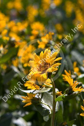 Mules ear balsam root wild flowers in Idaho.