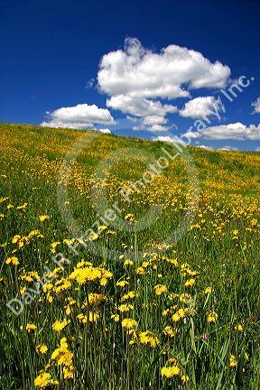 Yellow wildflowers on a hillside near Harrison, Idaho.