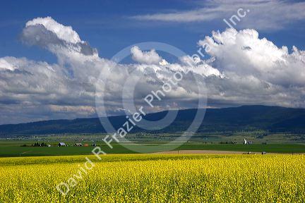 Canola rapeseed crop at Grangeville, Idaho.